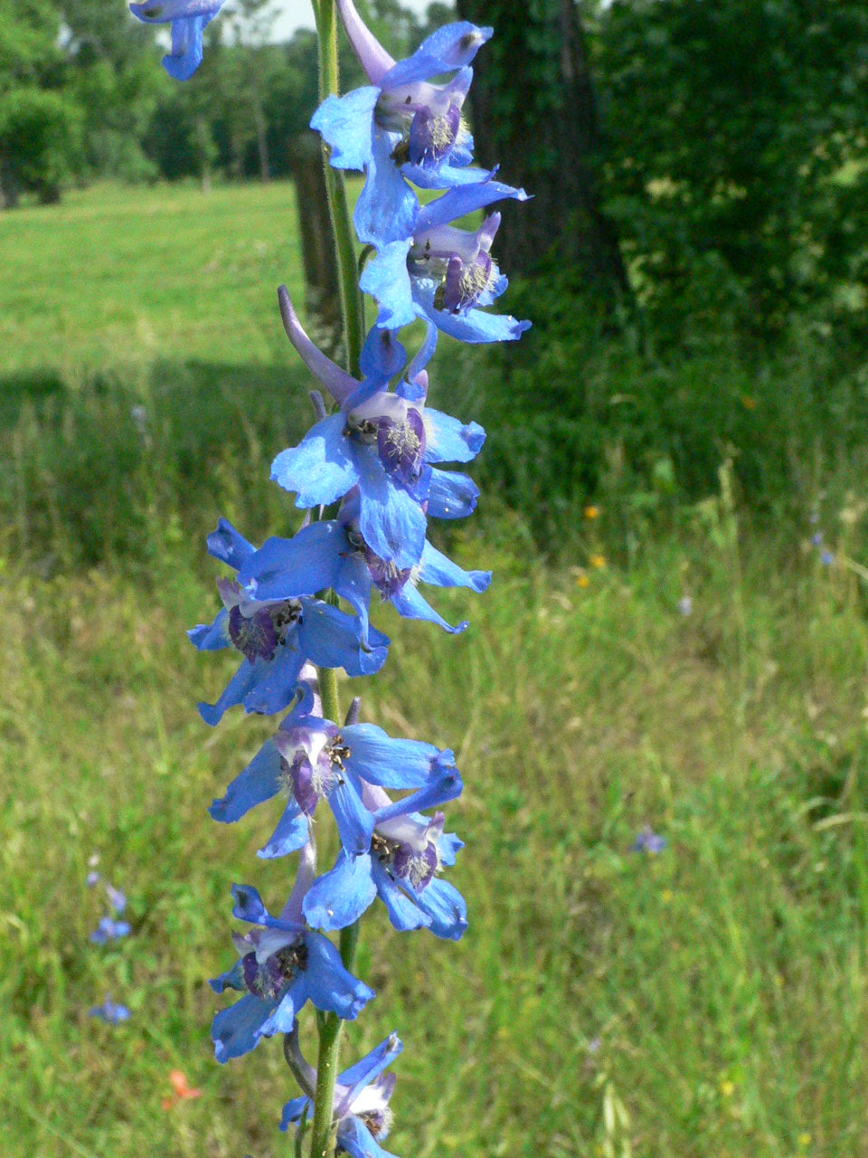 Pictures Of Larkspur