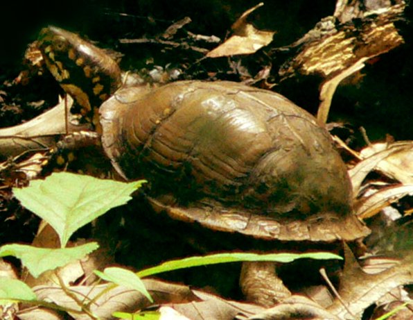 Box Terrapin