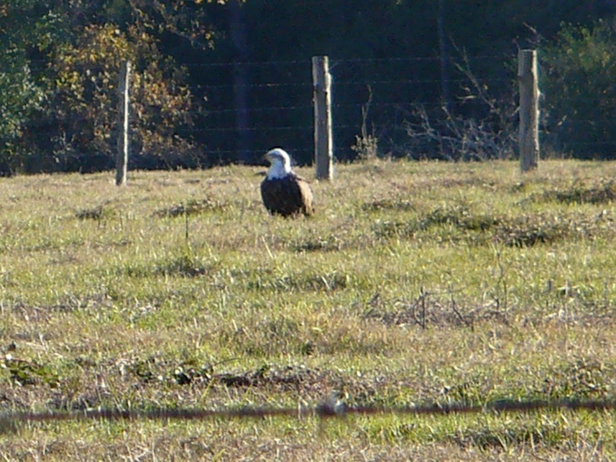 Juvenile Bald Eagle in Houston County, Texas